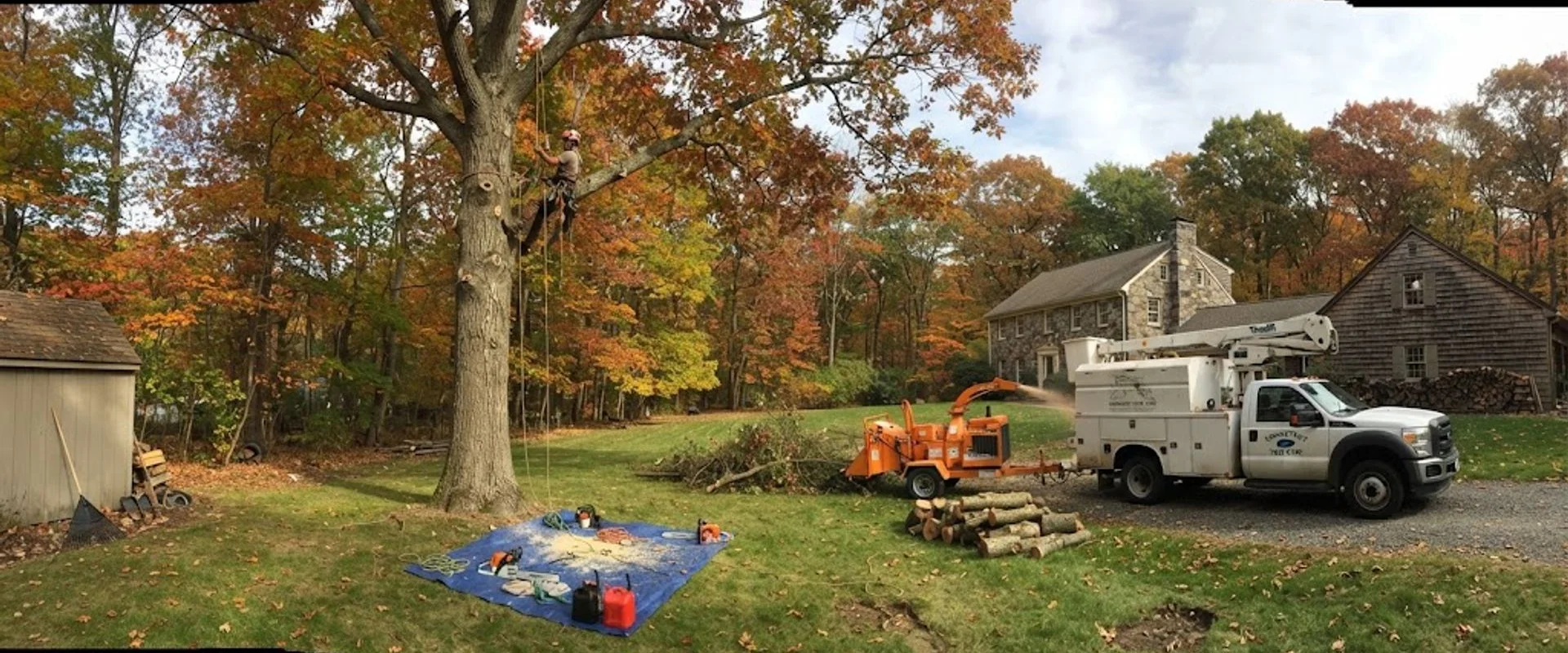 Tree Service