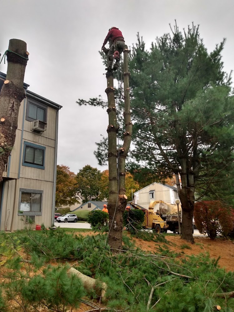 Walter Landscaping & Tree Services