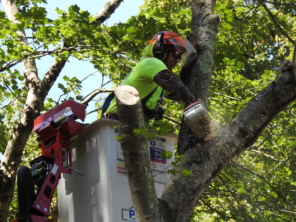 Paulo Landscaping & Tree Removal, LLC.