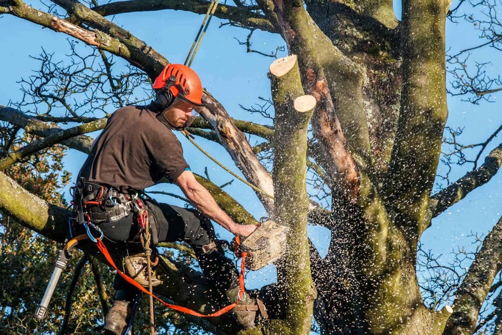 Dan's Tree Service