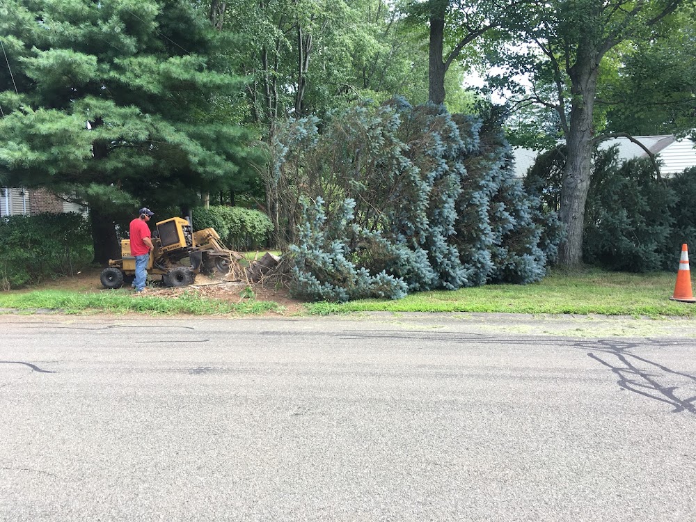 Apollo Contracting Tree Service LLC