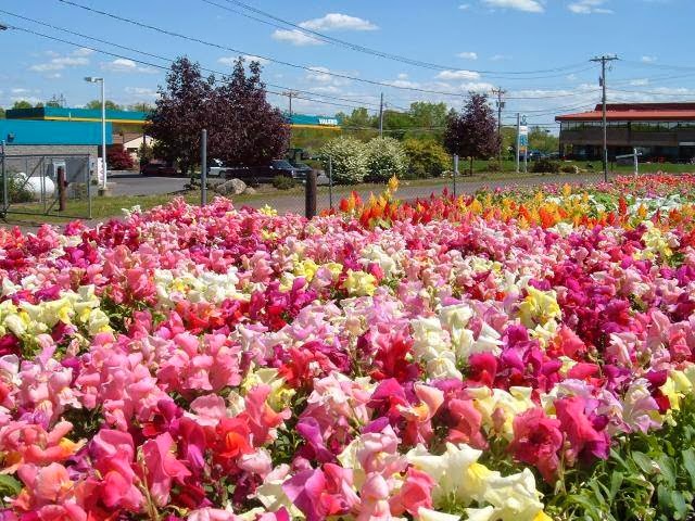 Al's Landscaping & Nursery