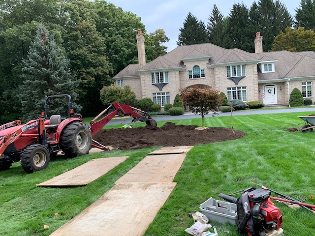 Guzman Tree Removal