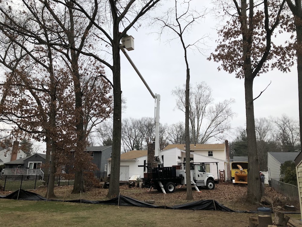 Total Tree Services & Landscaping