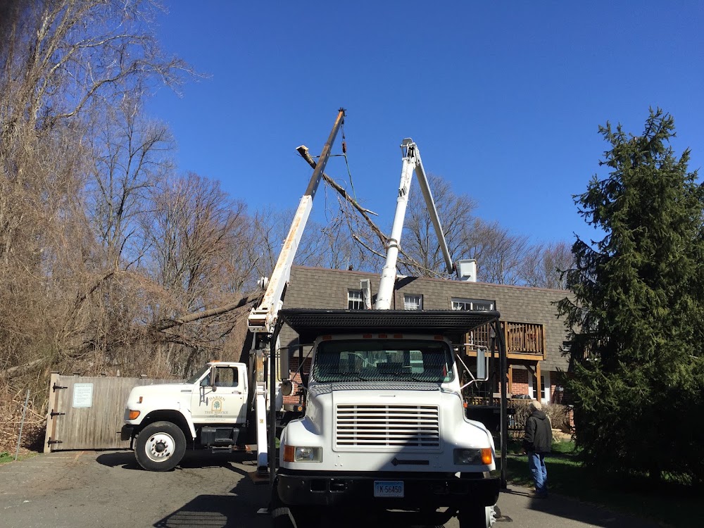 Darien Tree Service LLC