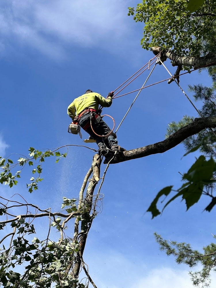 Midway Tree Service