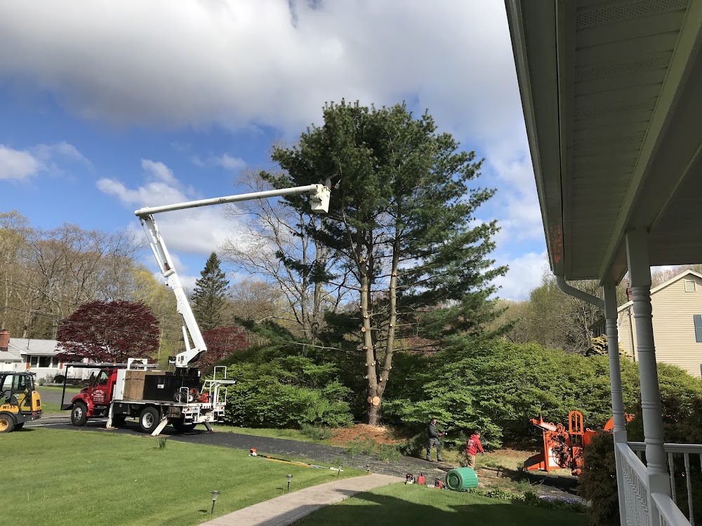 Celtic Tree & Landscape LLC