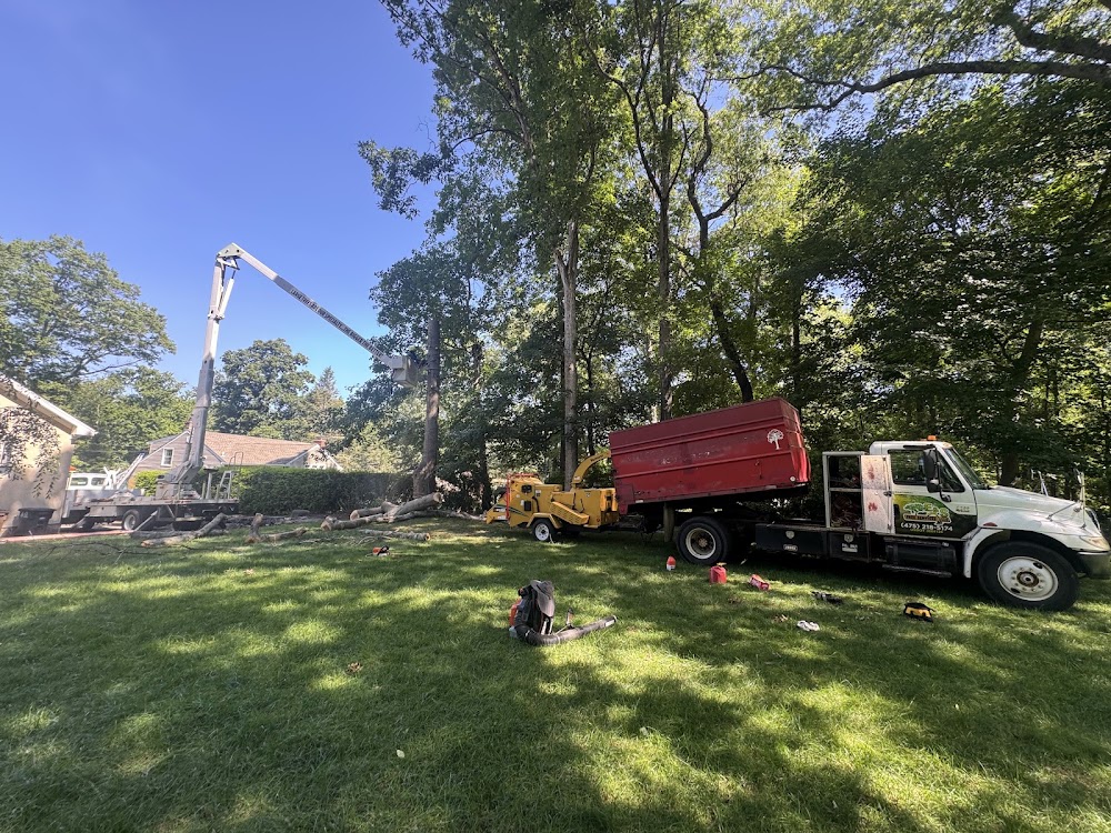 E&S Tree Service and Landscaping LLC