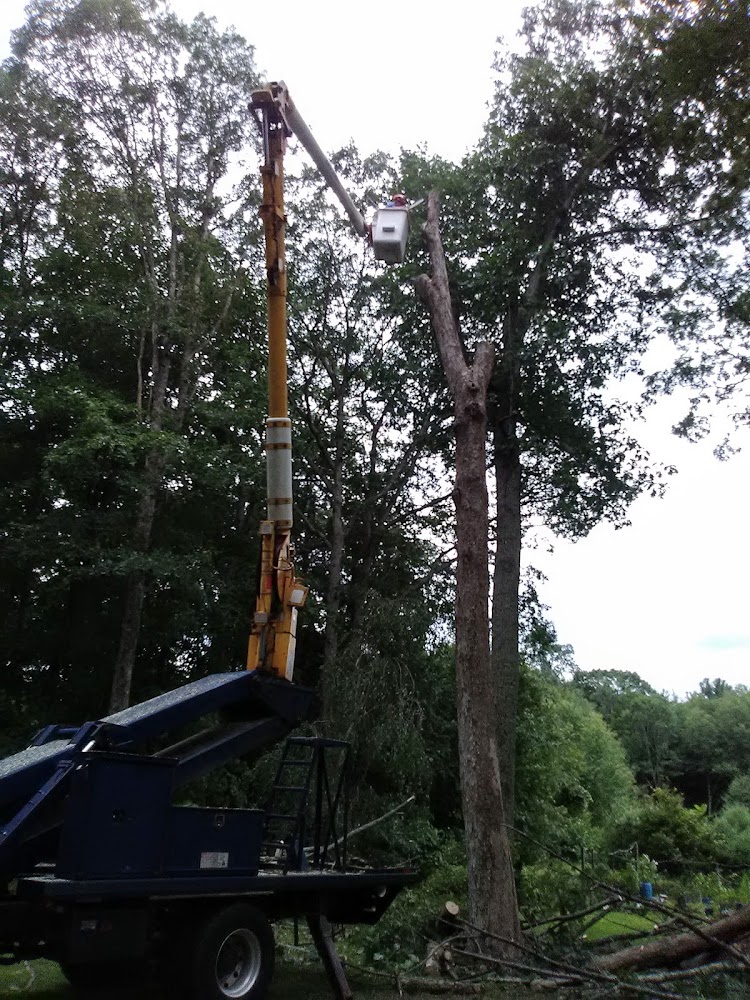 JCL Professional Tree Climbers