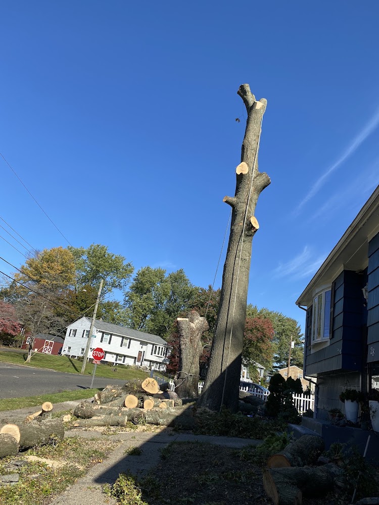 Salguero Lanscape and tree service