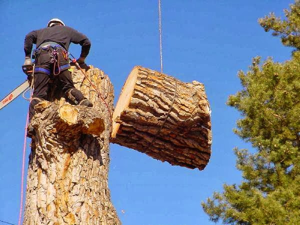 Paradise Landscaping & Tree Removal