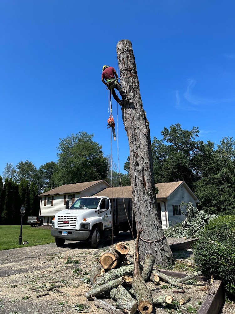 Do Tree Service & Landscaping LLC