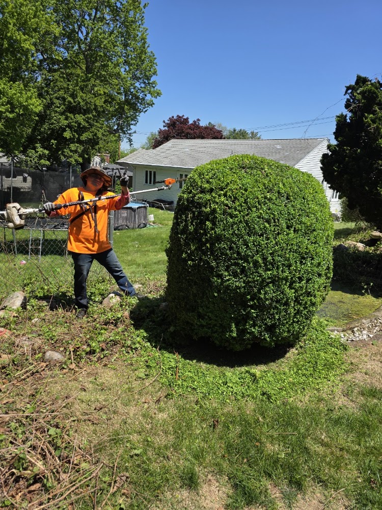 elephant ears landscaping