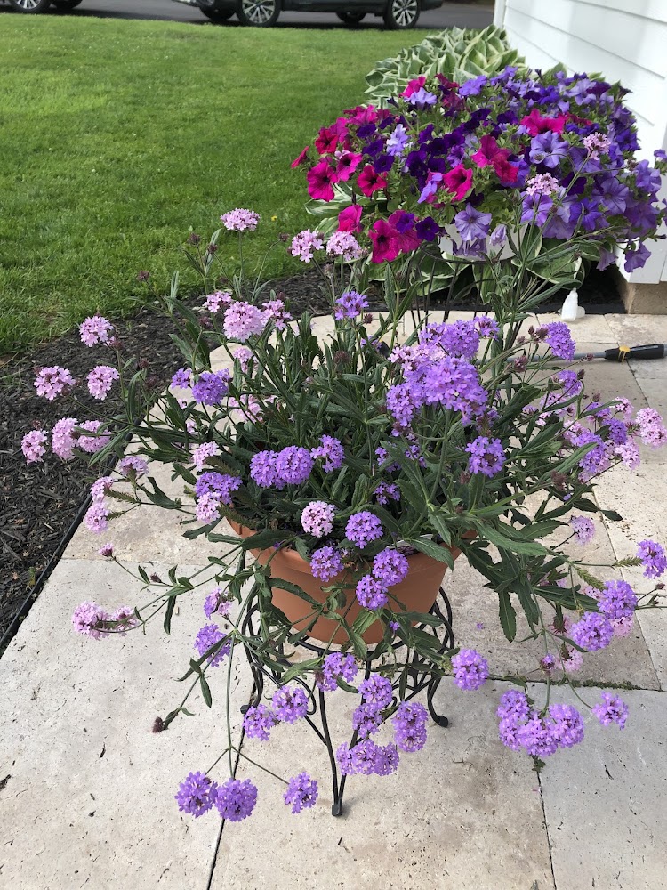 New Image Landscaping & Tree Service Middlefield