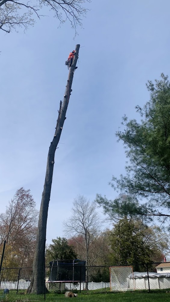 jairo's tree service