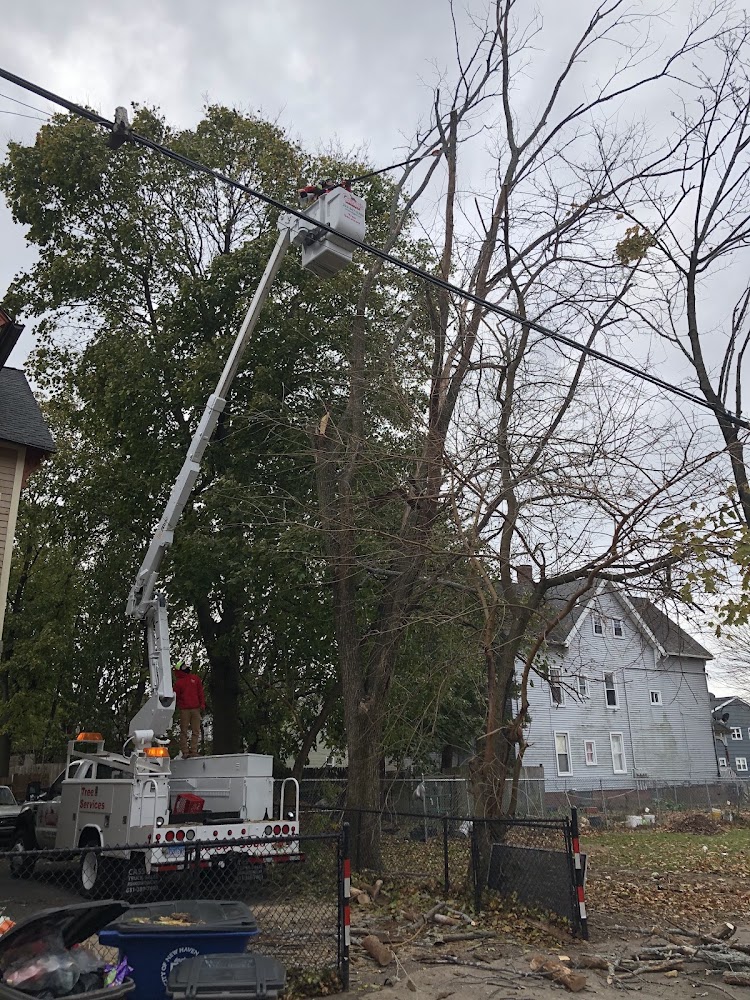 Centi's Landscaping LLC & Tree Removal Services