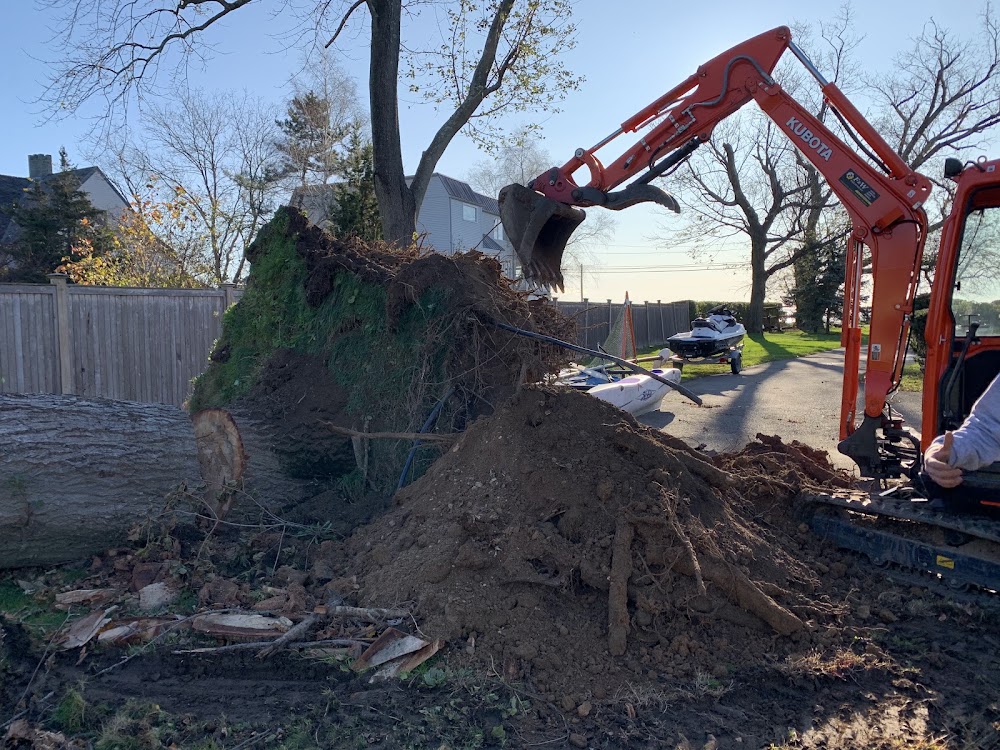 Stump Shark Stump Grinding
