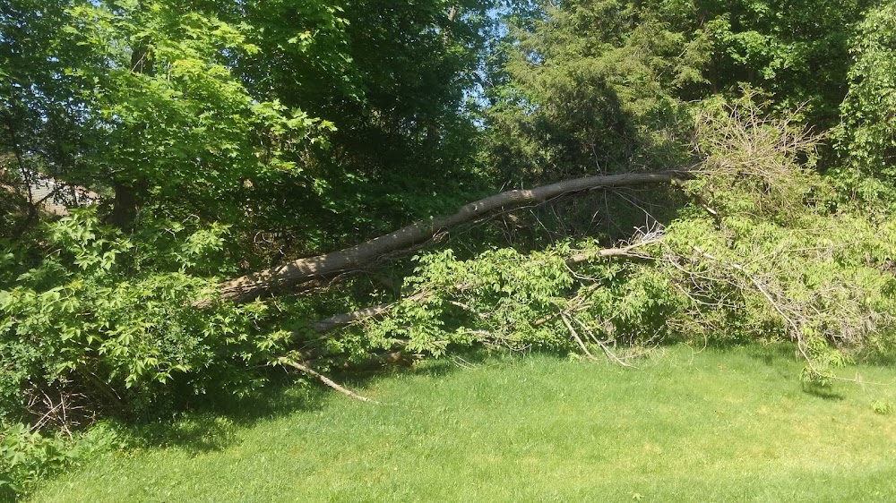 Damaged Tree Removal By Nicholas J Murano LLC, Wallingford CT