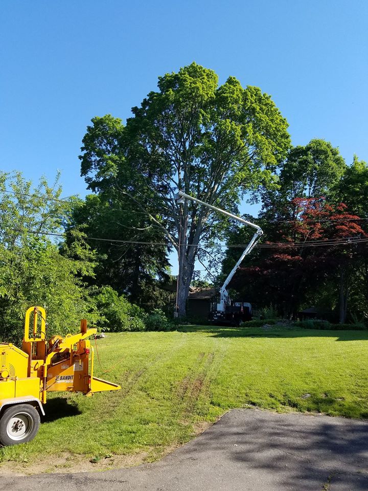 Redbone Tree Removal & Stump Grinding Services