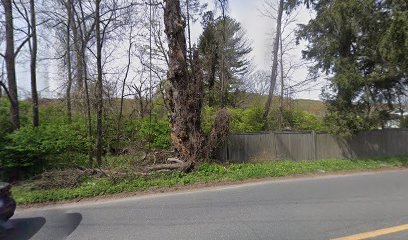 New England Tree Movers