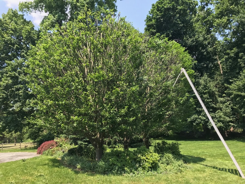 Paul Landscaping Services LLC