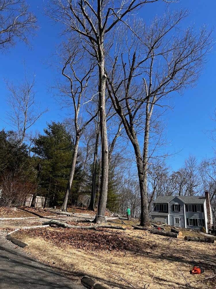 HD Tree Services and Landscaping llc