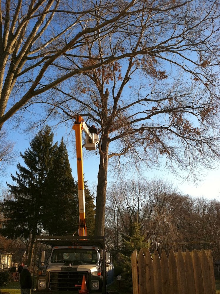 All Terrian Tree Removal
