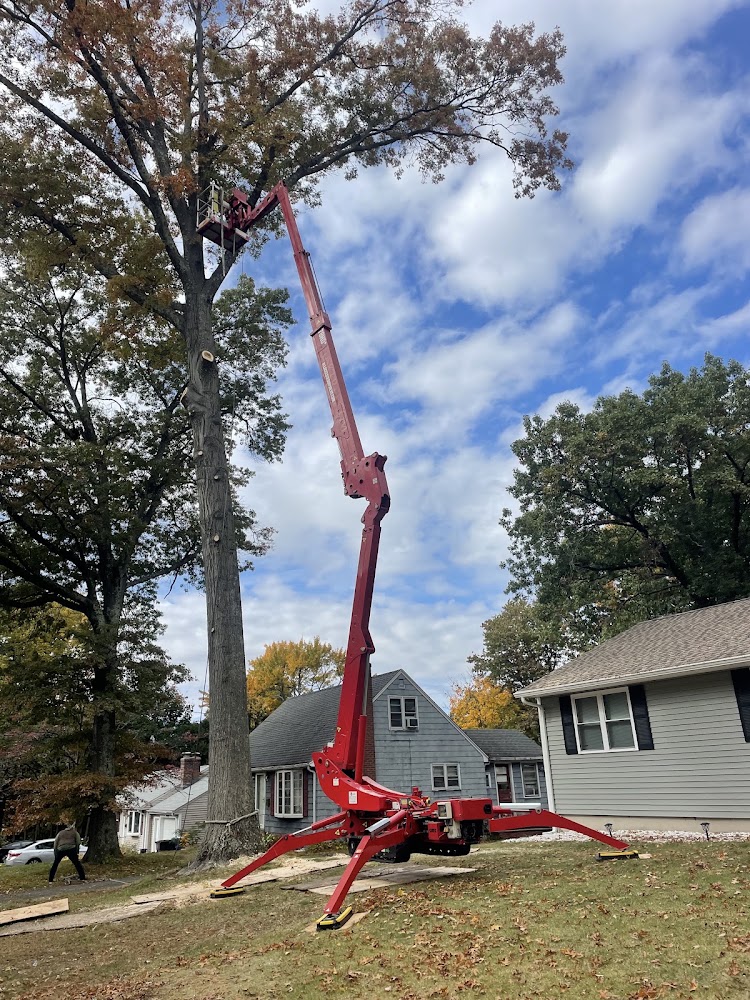 Tree Wise Guys of CT LLC