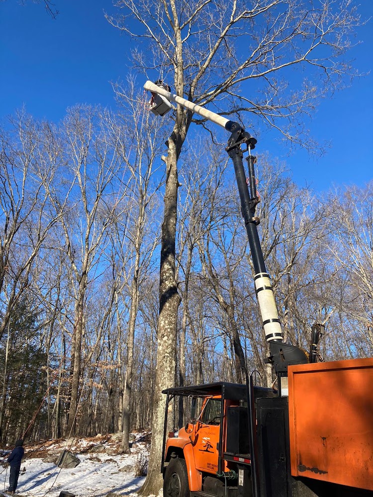 Lozadas Tree Services LLC-General Tree Services in Danbury CT-Tree Maintenance in Danbury CT-Tree Services in Danbury CT